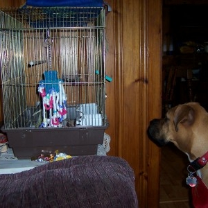 Here Birdie Birdie!