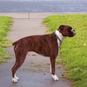 gaurd of the sidewalk