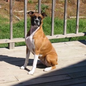 Lady Stella Whitesocks