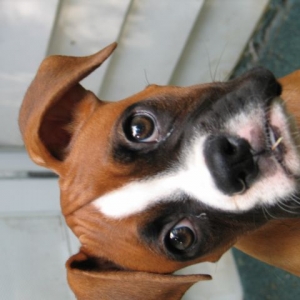 Did you say treats?