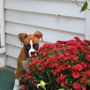 Just smelling the flowers