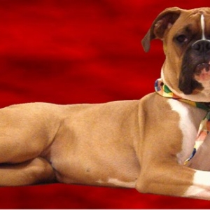 Shelby Looking Royal