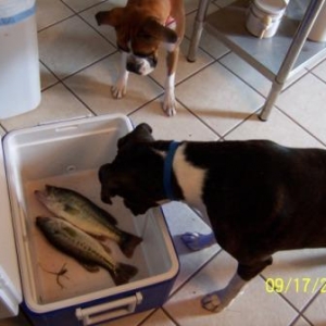 So this is fish...