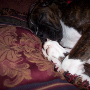 Lazy dog.................................