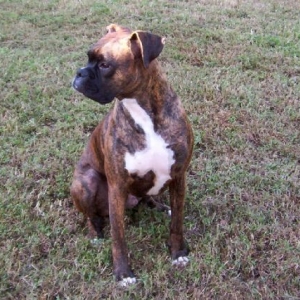 My boy Boo