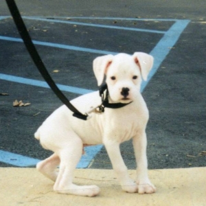 Tyson
