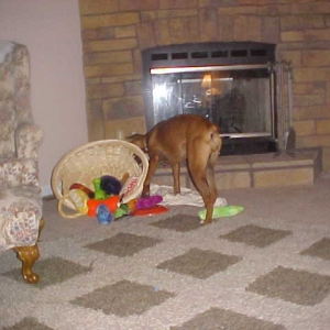 Where is that Kong?