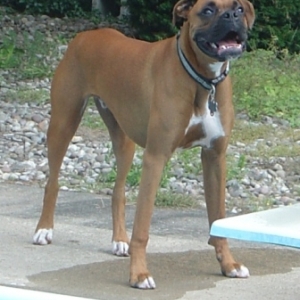 Otis waiting his turn to dive into the pool...NOT!