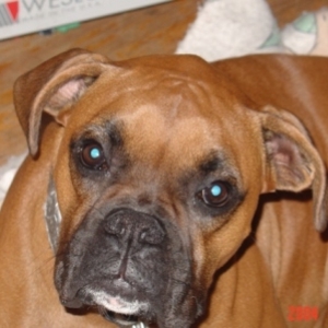 Otis resting