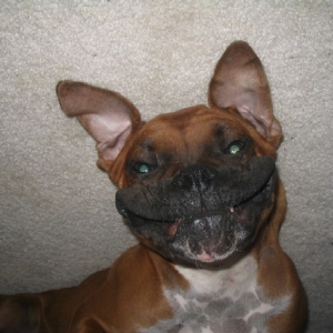 The evil grin