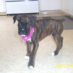 Boxer Bandana