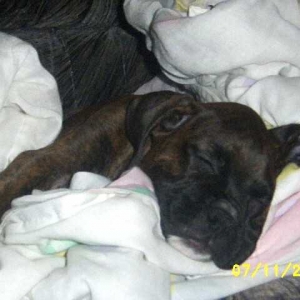 Kirra's First Night Home