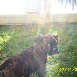 Kirra checking out the yard