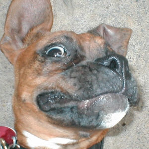 Metal's big eyeball