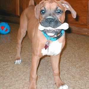 Magnolia and her bone