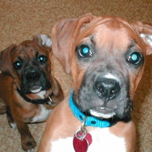 nosey puppies