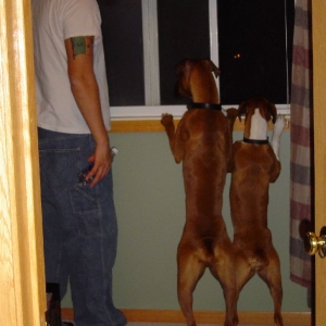 Guarding the house