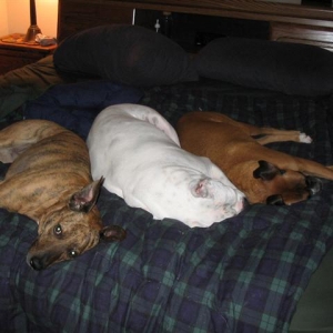 SPOILED DOGS!!