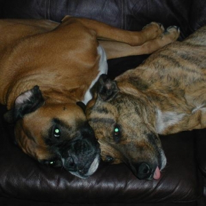 Pancho & Zoe