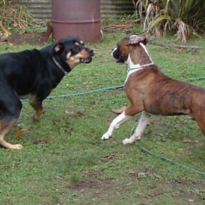 Deeg Playing with his buddy