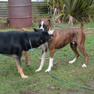 Deeg and Hemi