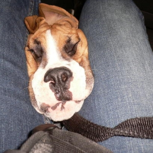 Buster_the_mask