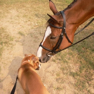 Buster and Jessie the horse
