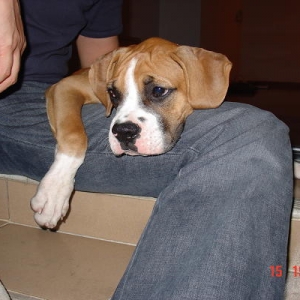 Buster 3 months old, just arrived home