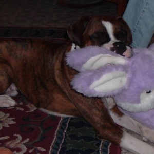 Deeg enjoying his bunny