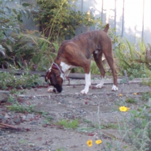 Deeg in the garden