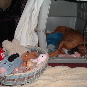 Magic felt safe in her crate September 2004