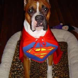 Super Dog!