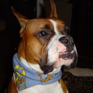 Scooby Doo!