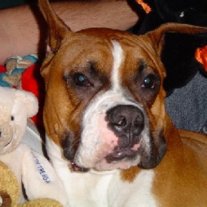 Bear and Friends