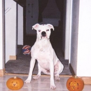 Charlie the Pumplin King!