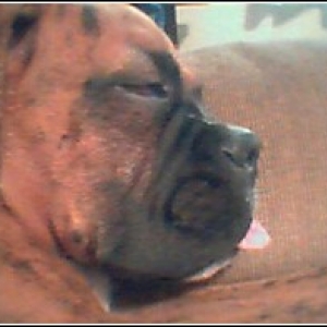 Dakota SNOOZING!