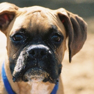 Tyson at the beach