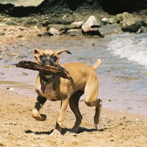 Tyson at the beach (3)