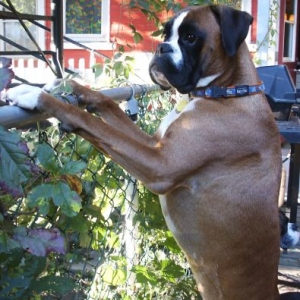 Igor 2 yo