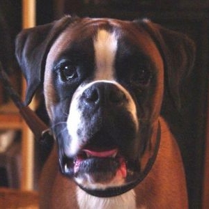 Igor