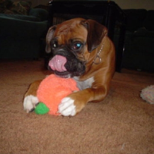 Princess and her squeaky pumpkin