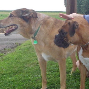 Princess & her buddy from nextdoor