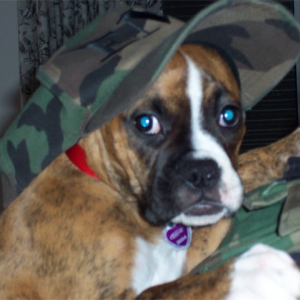 military puppy
