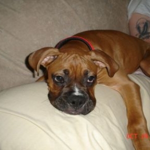 Tyson is pooped