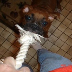 He can really Tug