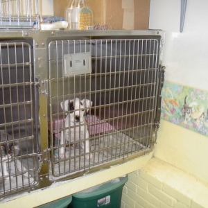 Roscoe at the shelter