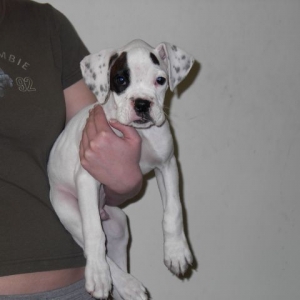 Roscoe's 1st Day Home