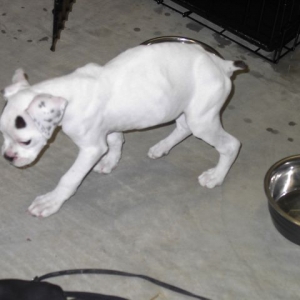 Scrawny Little Guy :-)