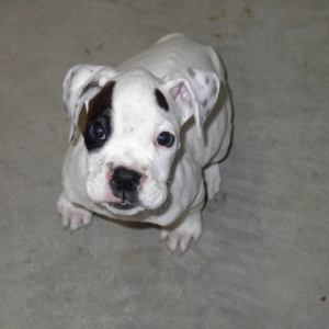 Roscoe