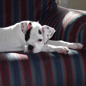 Roscoe on the couch